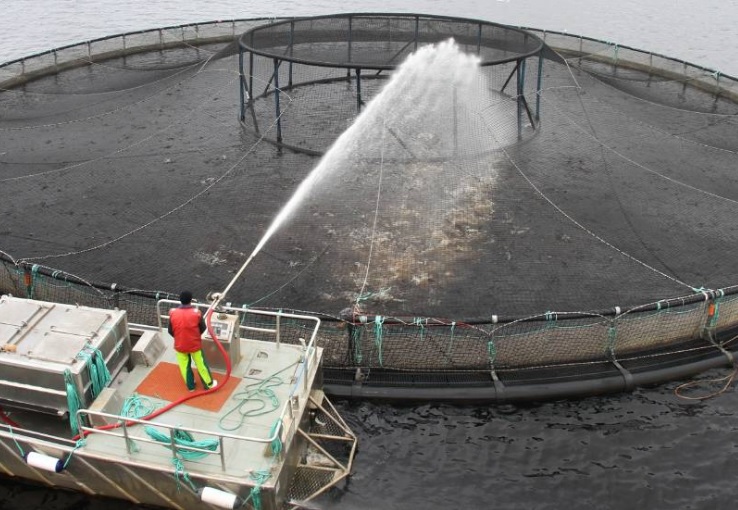Tassal, Huon Aquaculture Defend Commitment to Environment After Report on Tasmanian Salmon